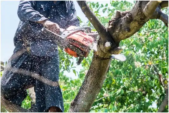 tree services Plain City